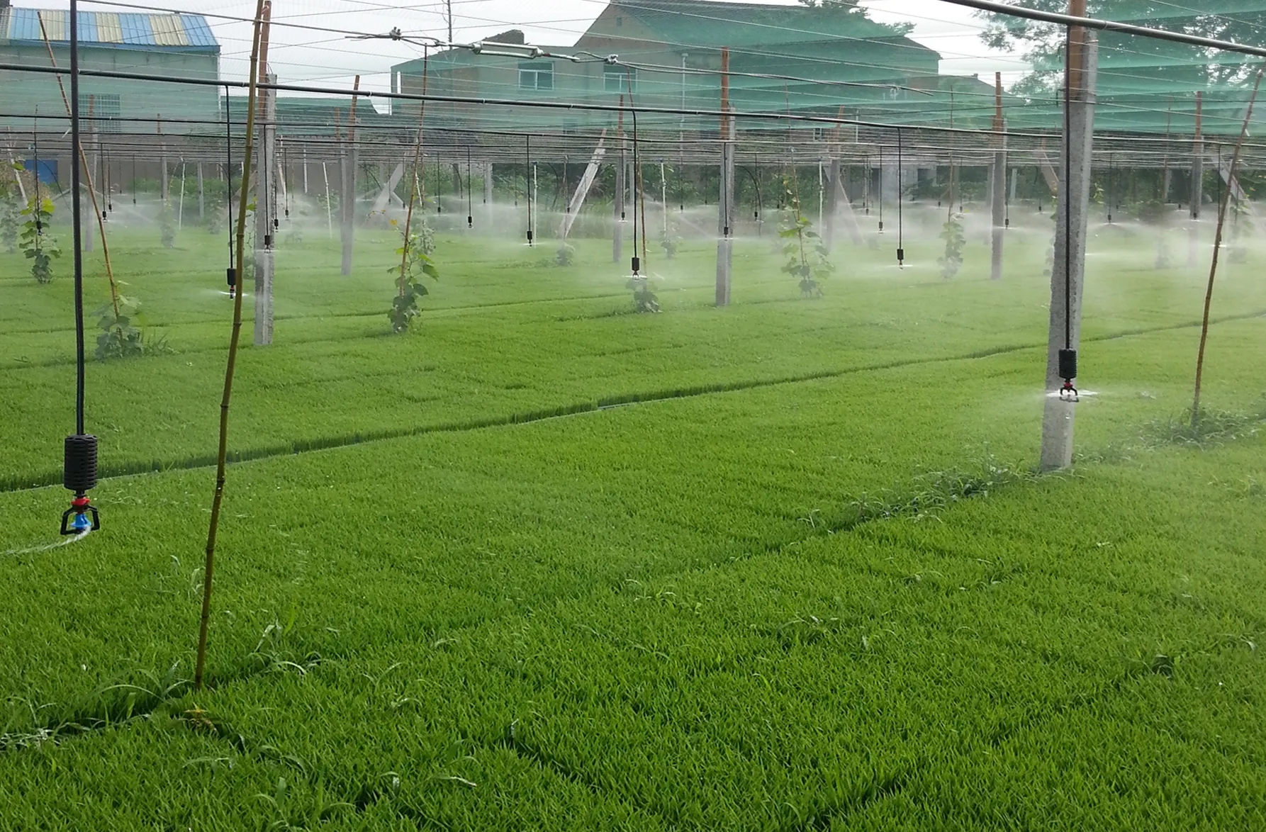 Agricultural water-saving irrigation technology.jpg