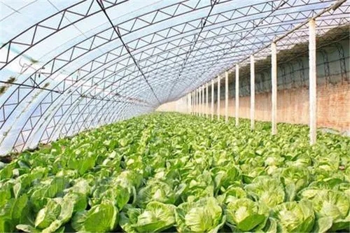 Crop greenhouse.jpg