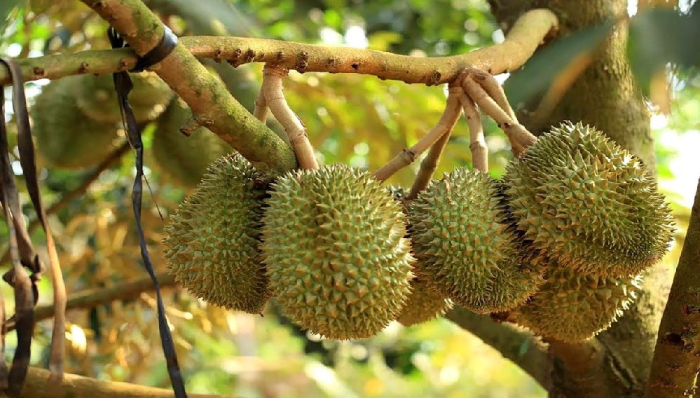 Durian tree.jpeg
