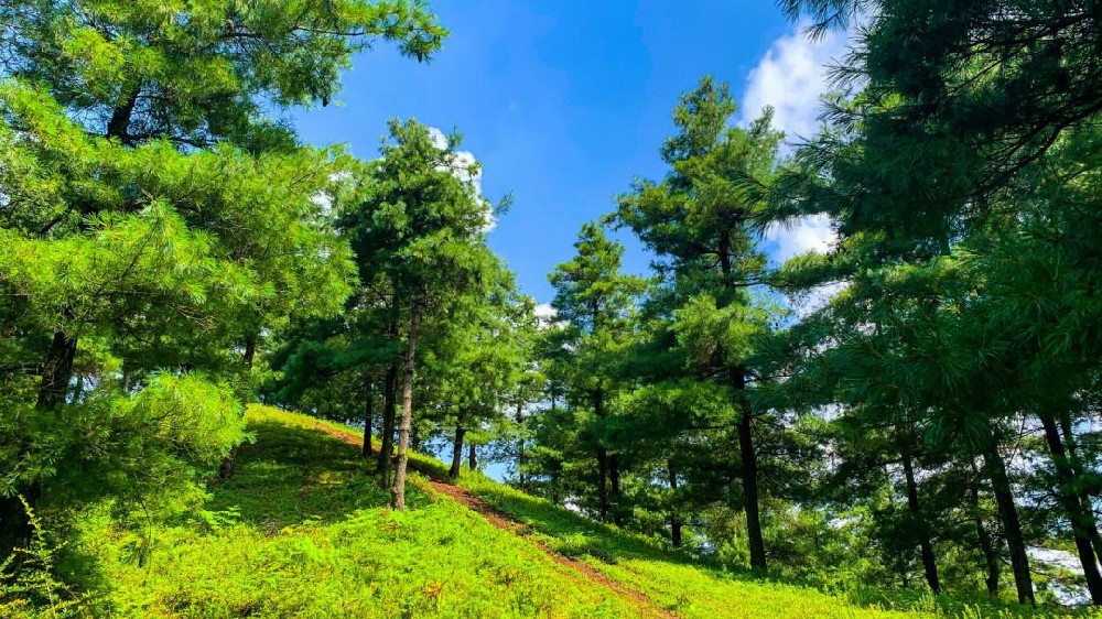 Smart Forest Solutions