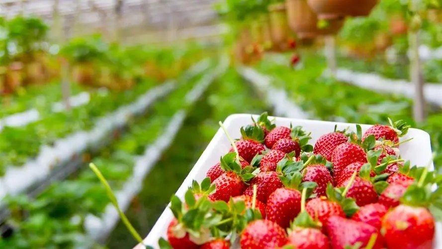 Strawberry farming.jpg