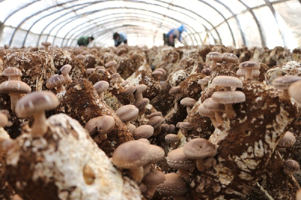 mushroom cultivation.jpeg