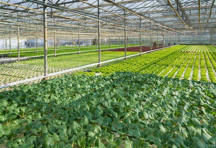 Agricultural Greenhouse.jpeg