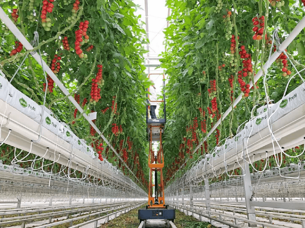 Greenhouse.png