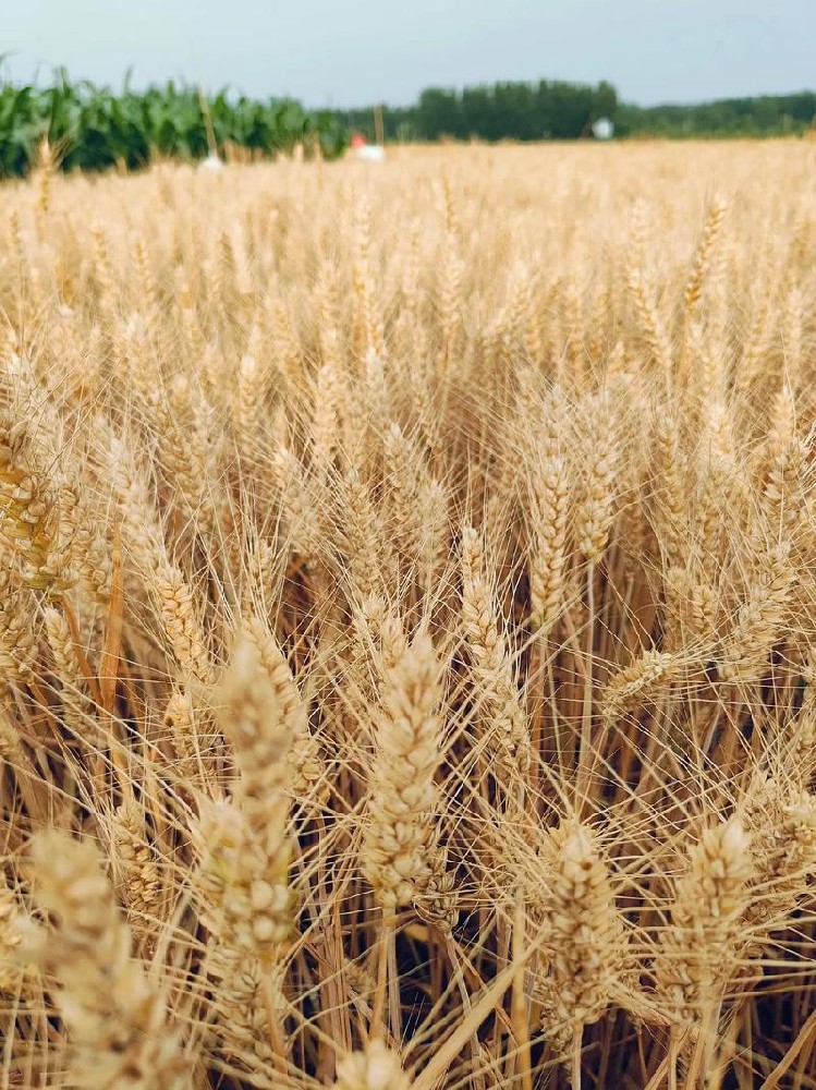 Wheat.jpeg