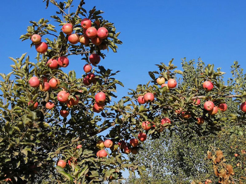 Apple Orchard.jpeg