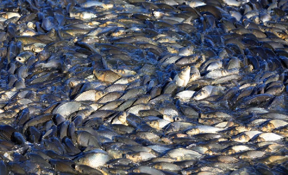 Smart Aquaculture Water Quality Online Monitoring Solution.jpeg